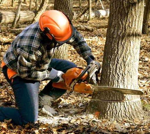 Tree Removal in Moran, KS